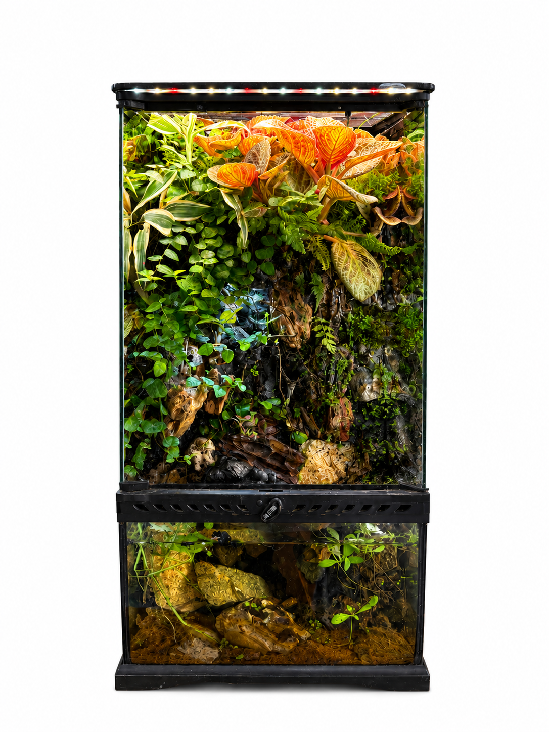 Jewel Orchid Vertical Paludarium – Premium Living Rainforest Ecosystem 63x30cm