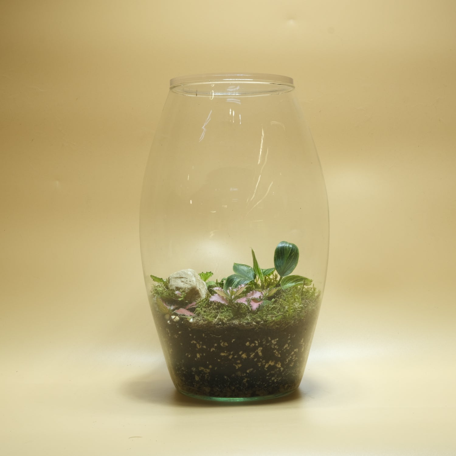 Calm Microcosm Terrarium