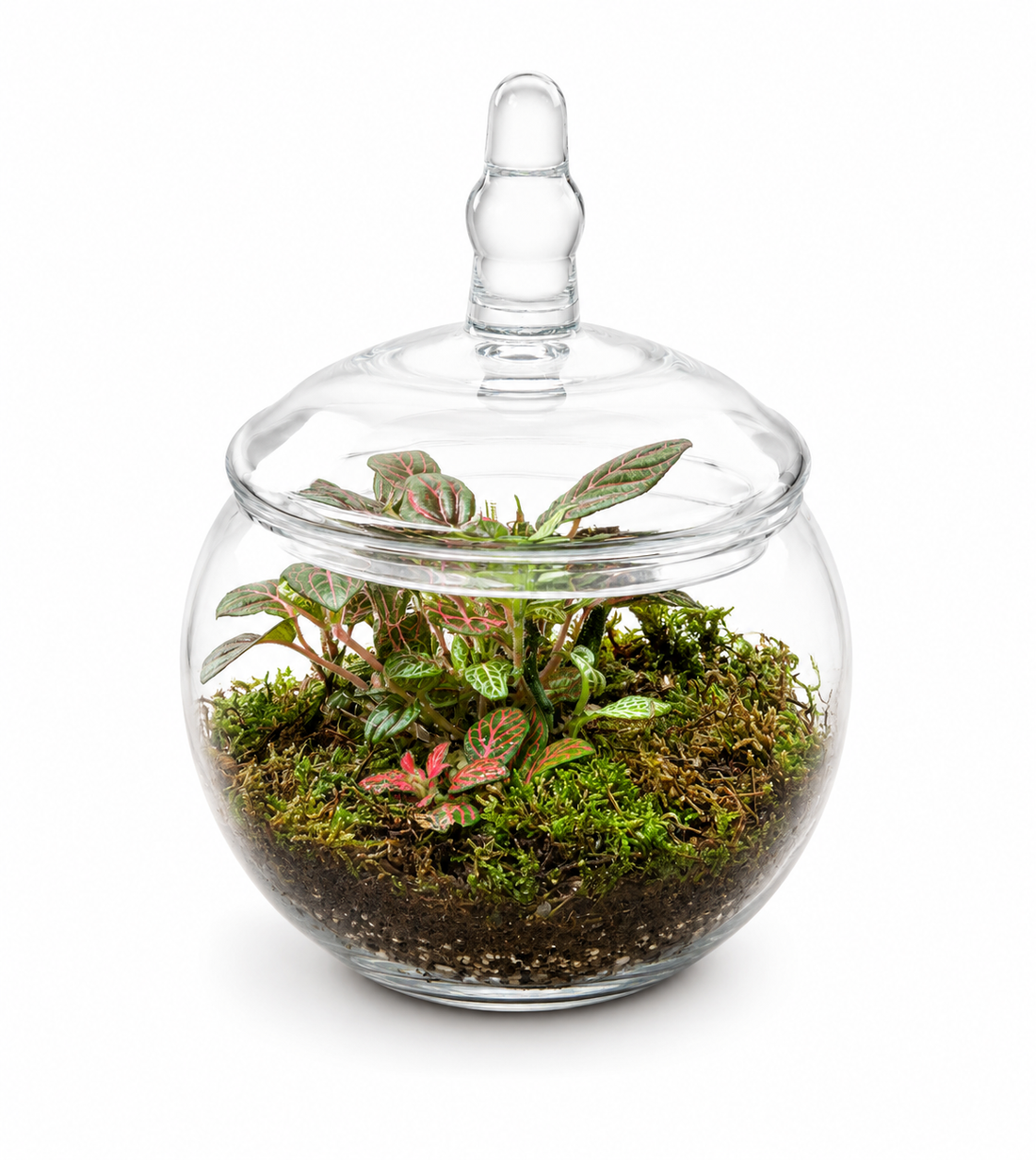 Rosy Dewdrop Closed Terrarium - Mini Ecosystem