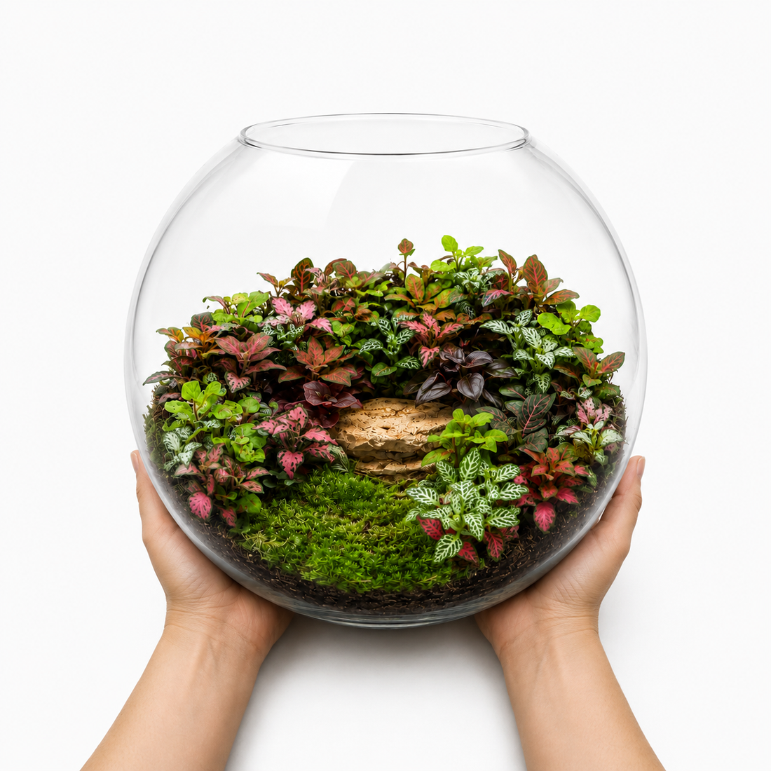 Beauty of Fittonia Forest Closed Terrarium – Large Glass Moss Garden Mini Ecosystem 35x40cm