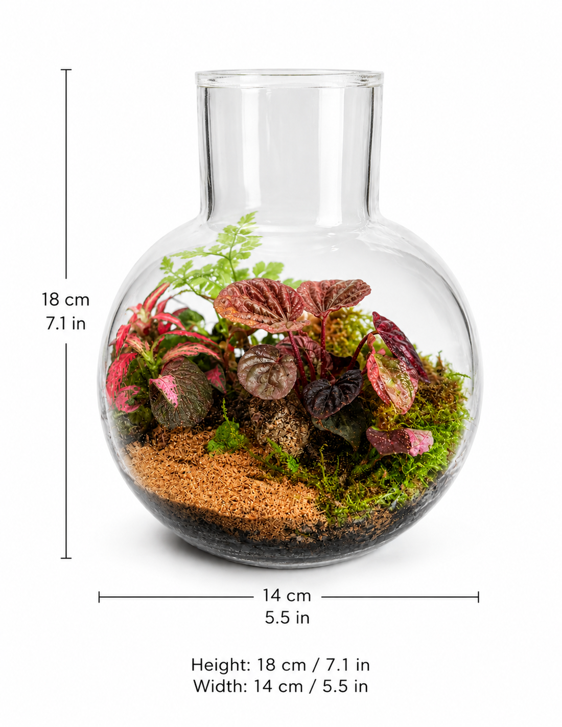 Peperomia Caperata Terrarium – Ripple Leaf Tropical Mini Ecosystem 18x14cm