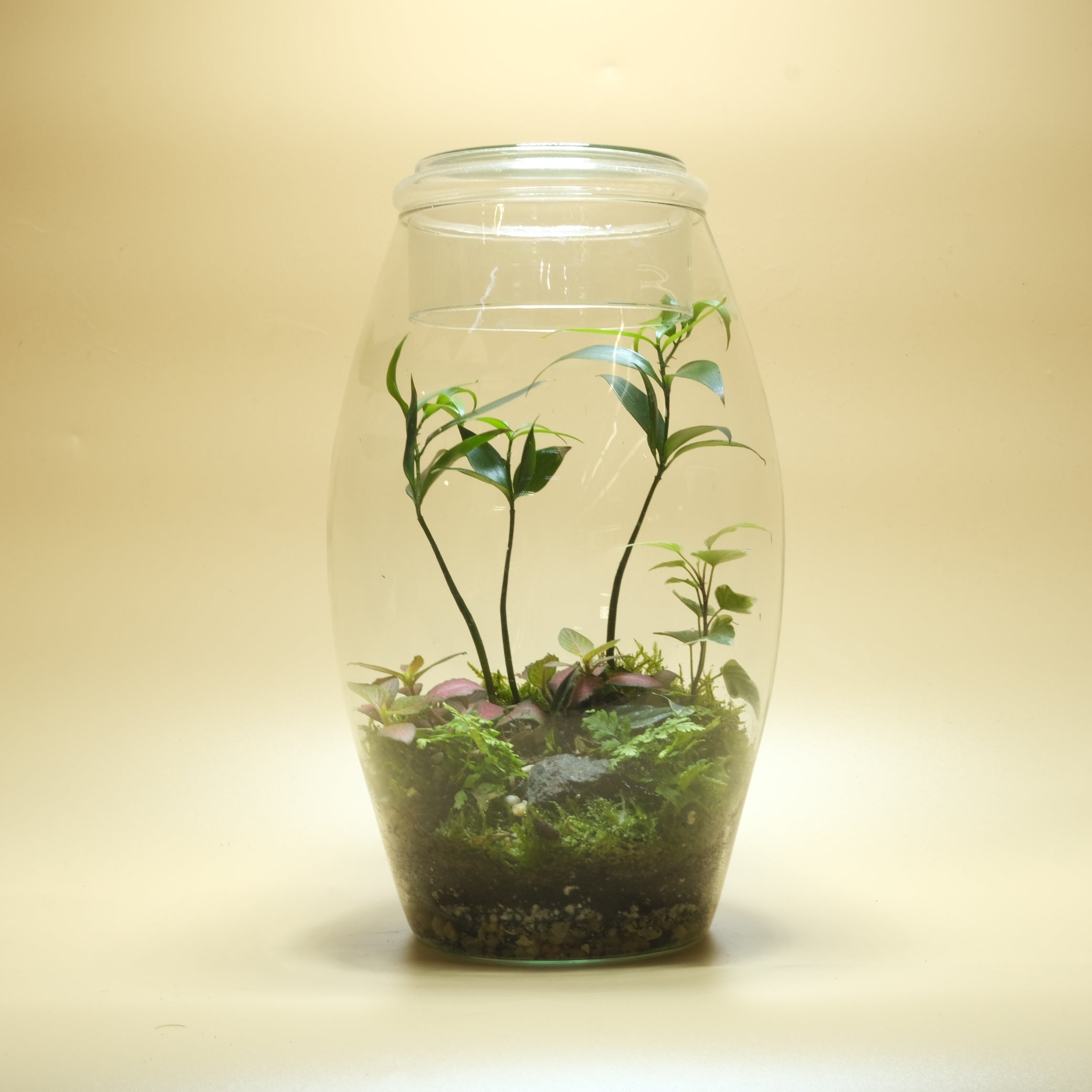 Shade of Poplar Terrarium