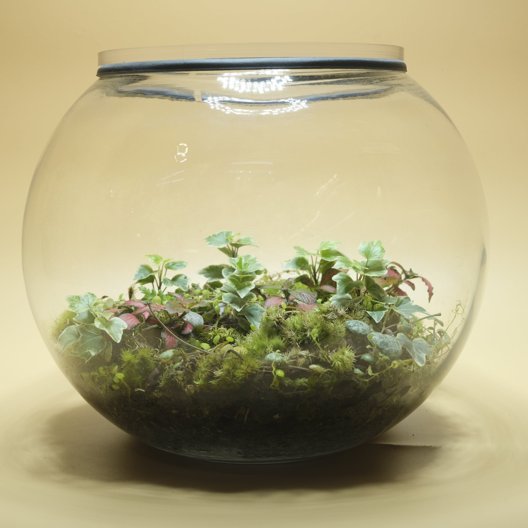 Red sparkling Terrarium