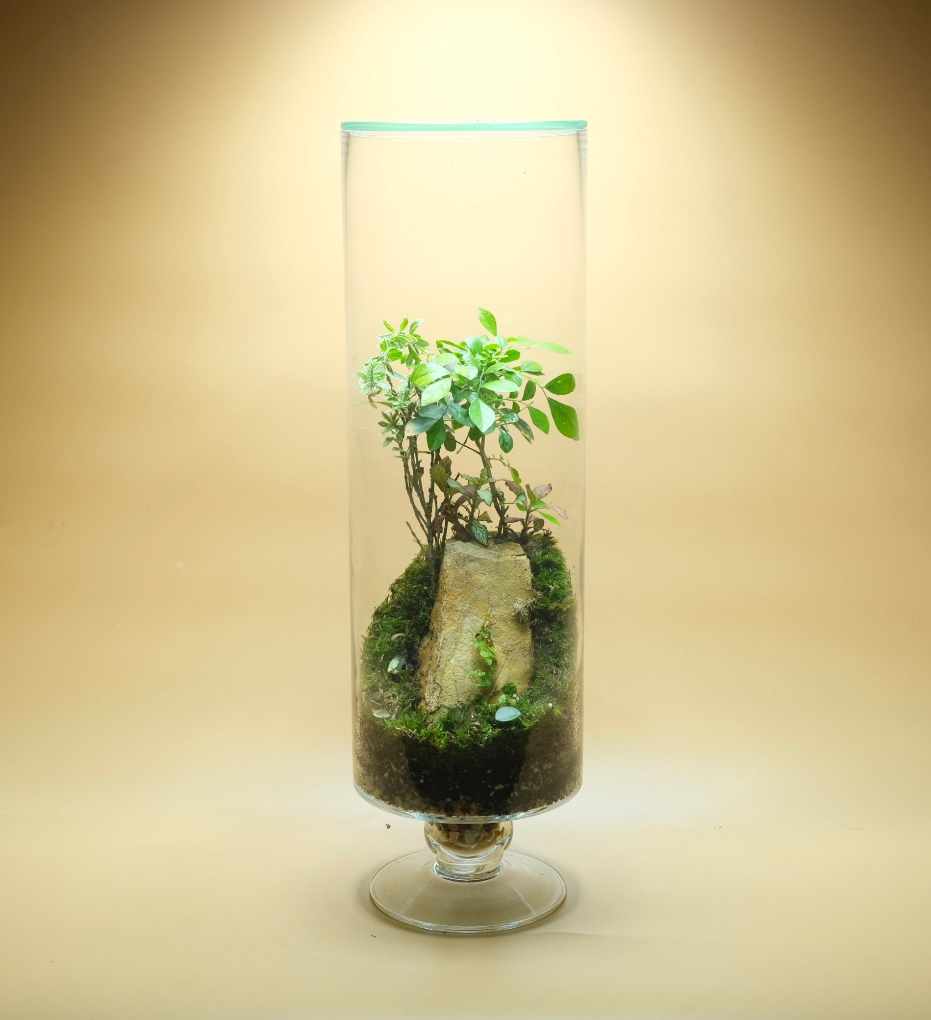 Peaceful Shade Terrarium