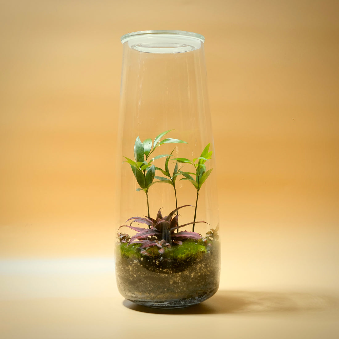 Swinging Poplar Terrarium