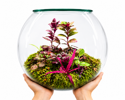 Alternanthera Pink Splash Closed Terrarium – Vibrant Tropical Ecosystem in Glass 35x40cm