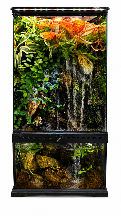 Jewel Orchid Vertical Paludarium – Premium Living Rainforest Ecosystem 63x30cm
