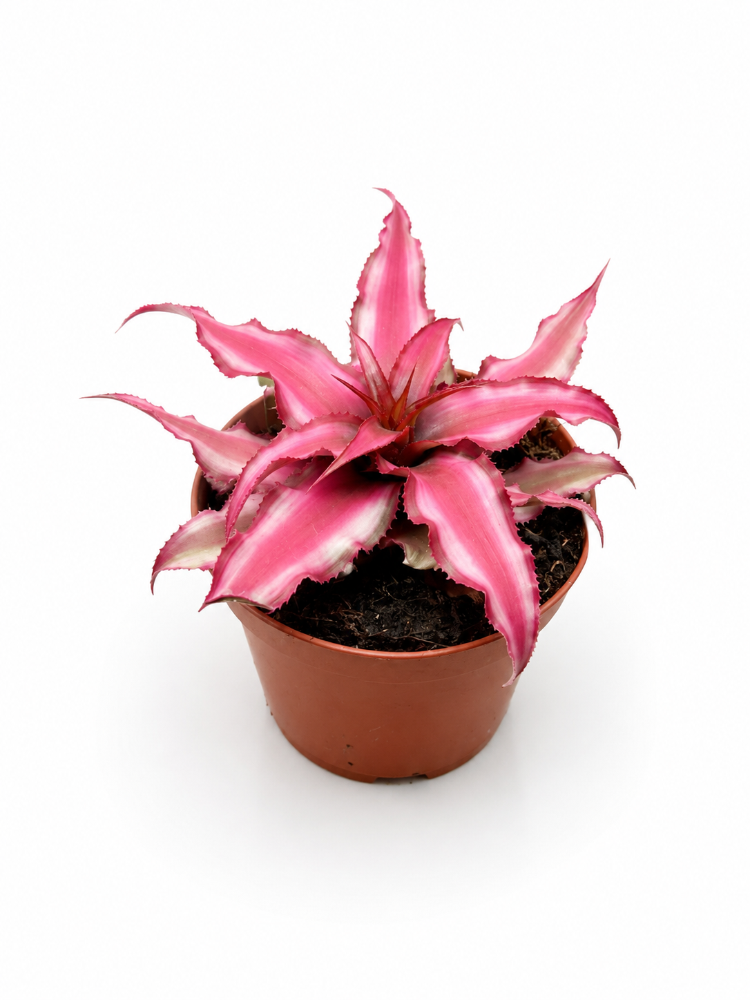 Big Pink Earth Star Plant (Cryptanthus) – Tropical Bromeliad for Closed Terrariums