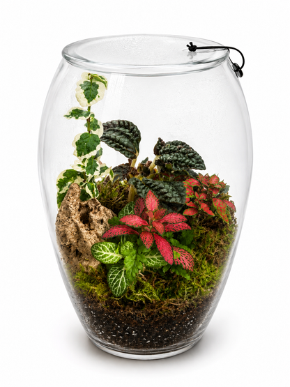 Pilea Moon Valley Closed Terrarium – Tropical Glass Ecosystem 22x15cm