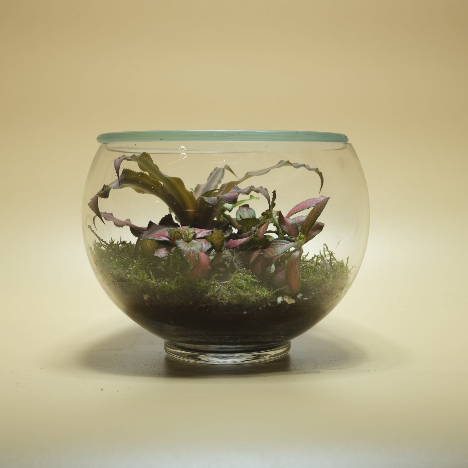 Kraken Terrarium