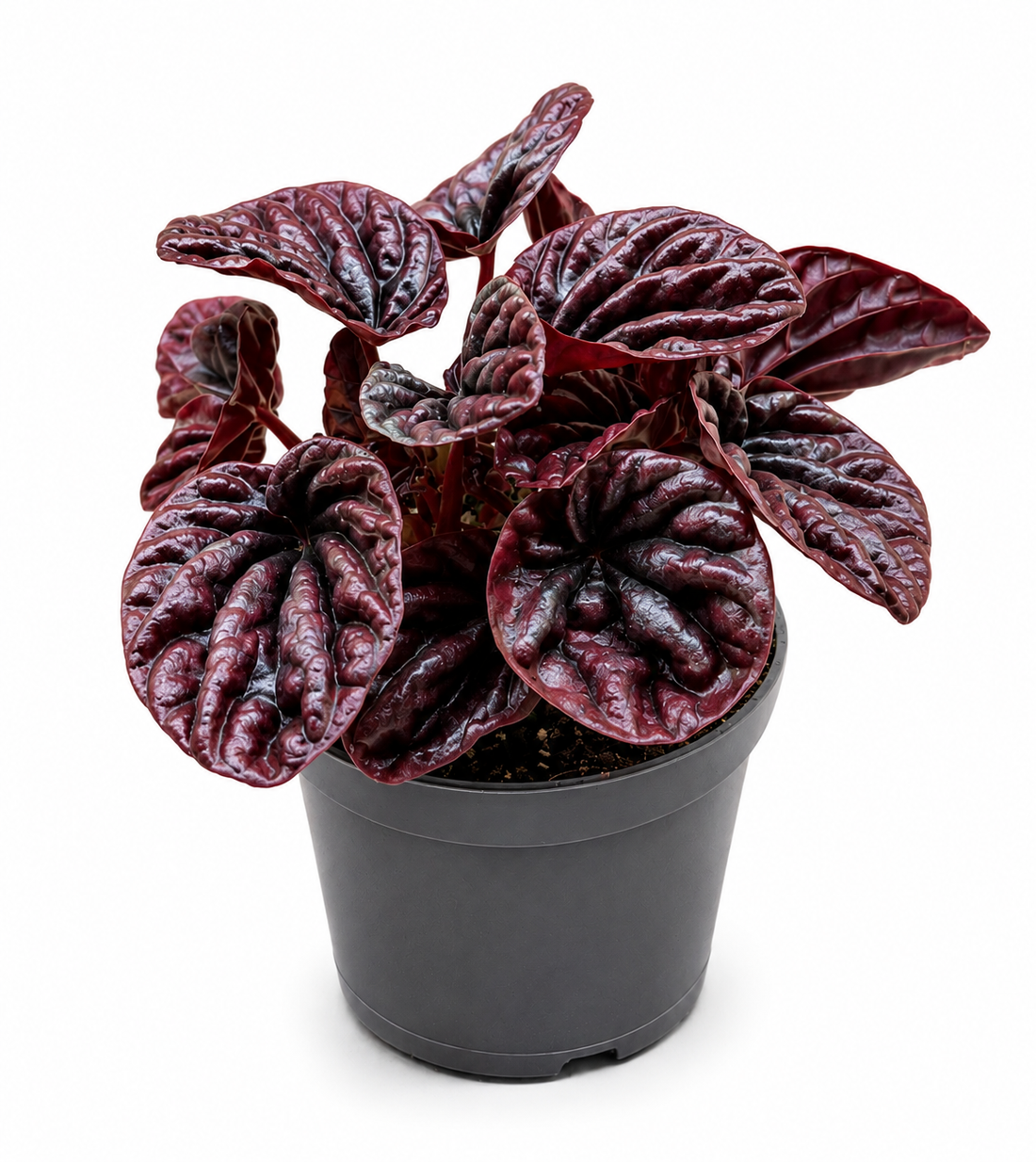 Peperomia ‘Napoli Nights’ – Exotic Indoor Foliage &amp; Terrarium Plant -[12cm]