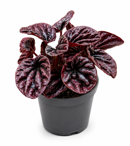 Peperomia ‘Napoli Nights’ – Exotic Indoor Foliage &amp; Terrarium Plant -[12cm]