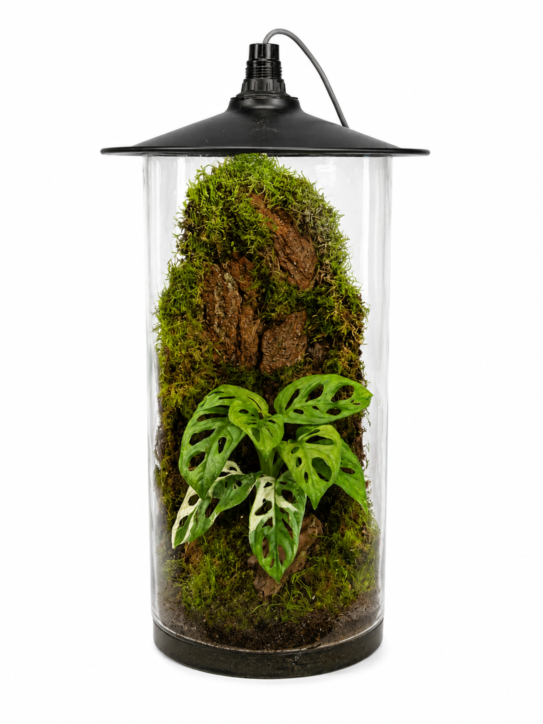 Monstera Adansonii Rainforest Column Closed Terrarium - Mini Ecosystem
