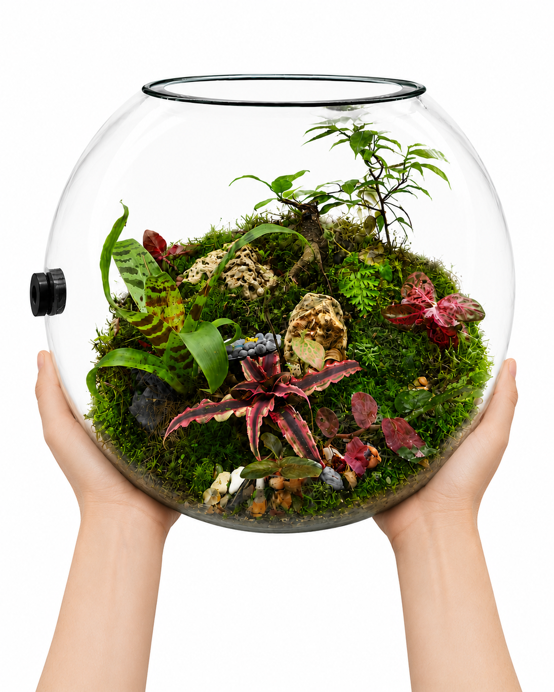 Cryptanthus Earth Star Closed Terrarium – Tropical Miniature Landscape in Glass 35x40cm