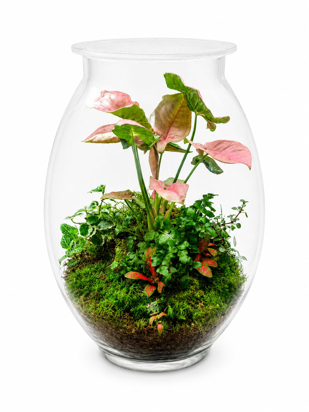 Pink Syngonium Tropical Closed Terrarium with Fittonia &amp; Moss - Mini Ecosystem