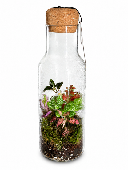 Fittonia Green &amp; Pink Mosaic Bottle Terrarium – Closed Tropical Ecosystem in Glass 26x8cm