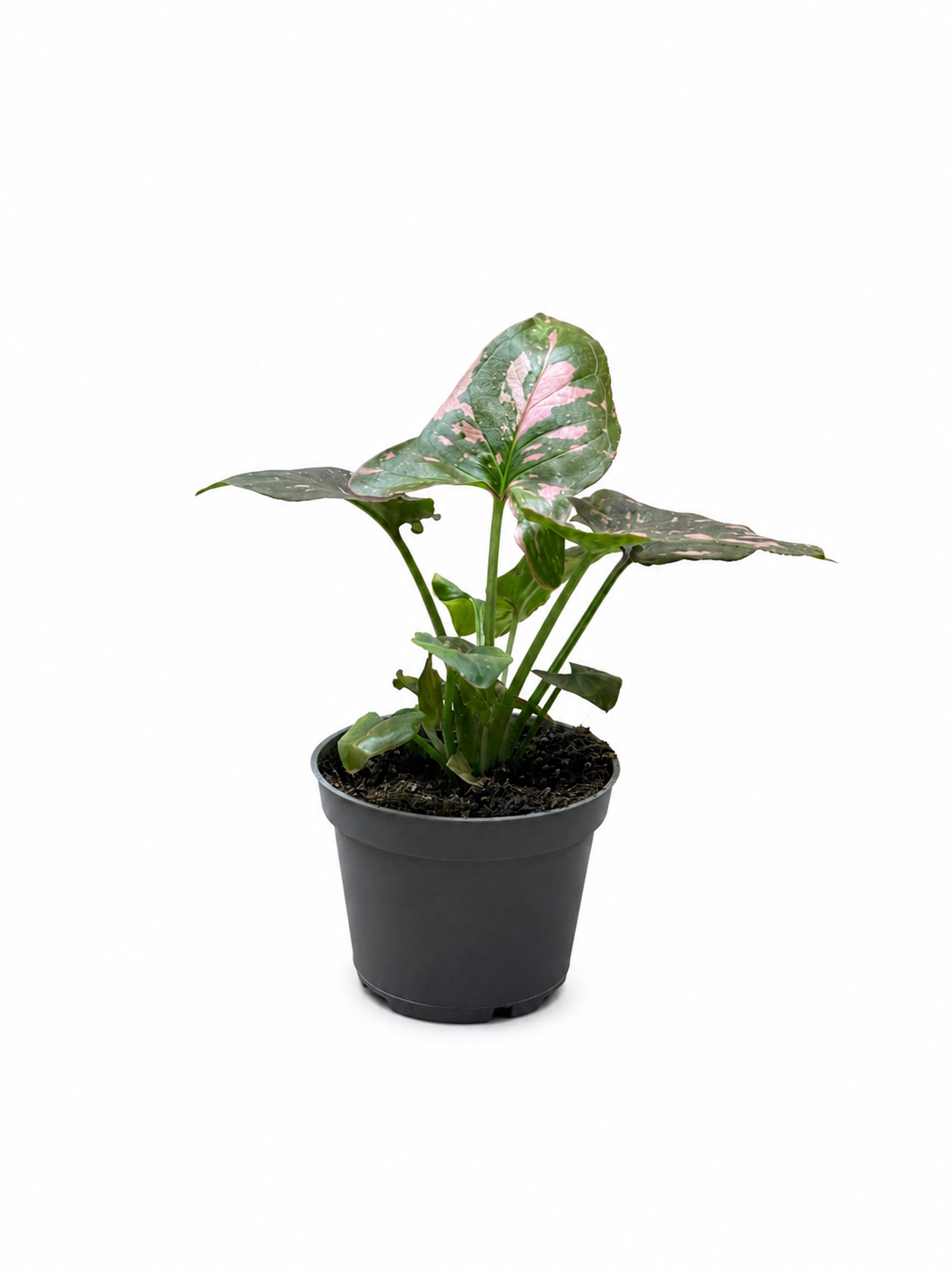 Pink Splash Syngonium Arrowhead Plant – Pink Variegated Tropical Indoor Plant