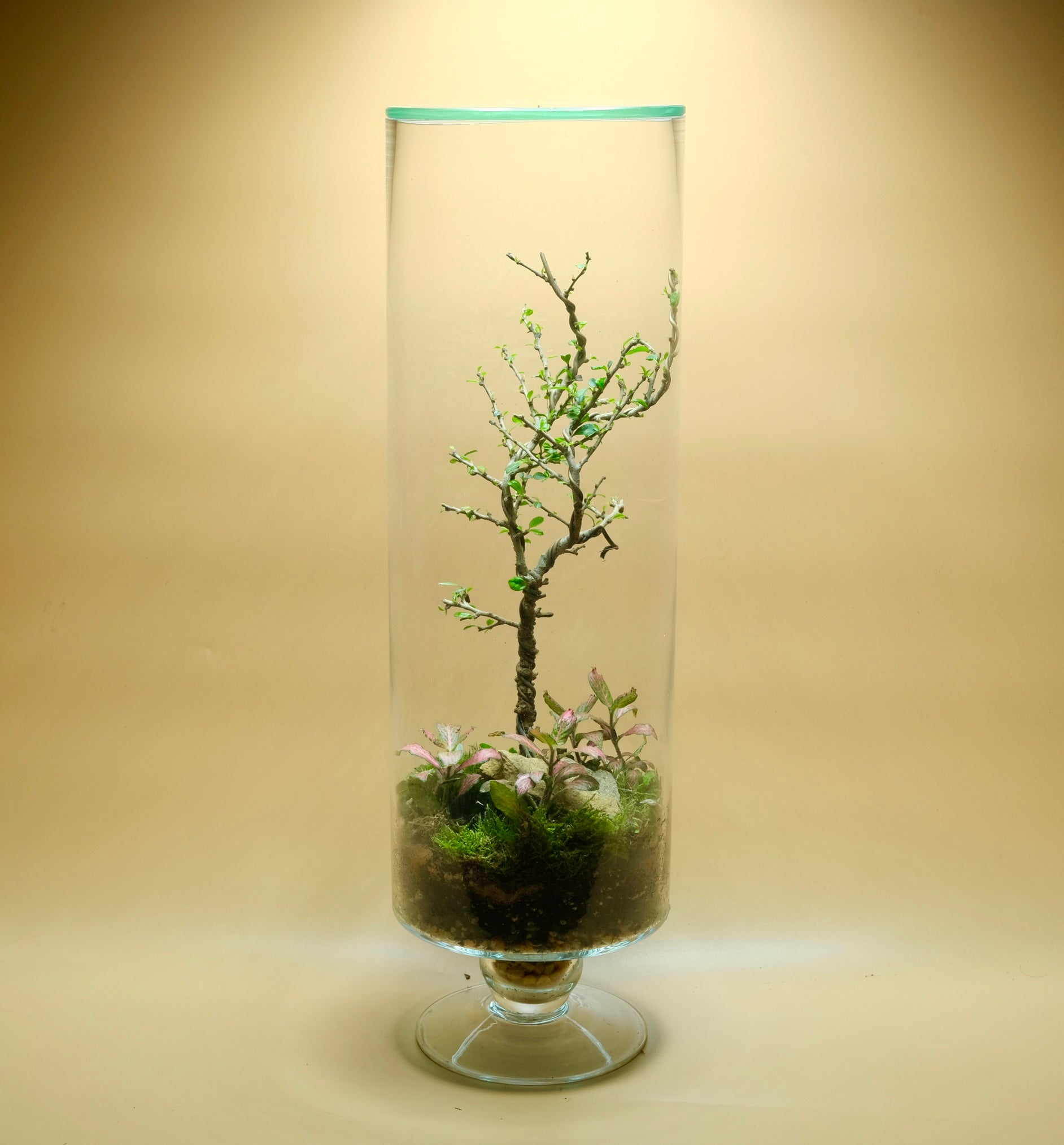 Growing Smart Bonsai Terrarium