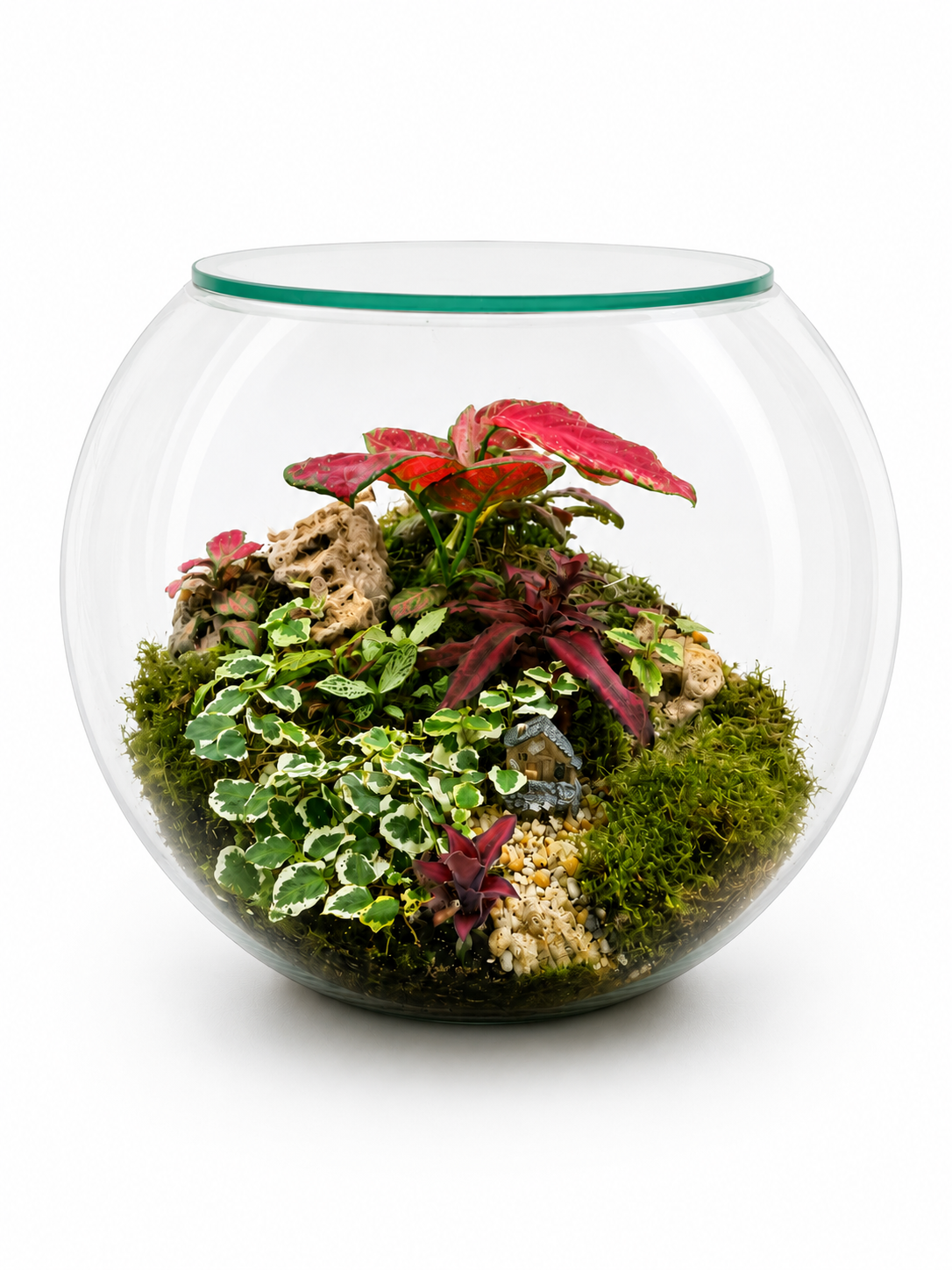 Aglaonema Red Valentine Closed Terrarium – Premium Tropical Glass Ecosystem 30x25cm