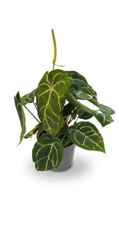 Anthurium Crystallinum Mimesis | Velvet Leaf Tropical Indoor Plant