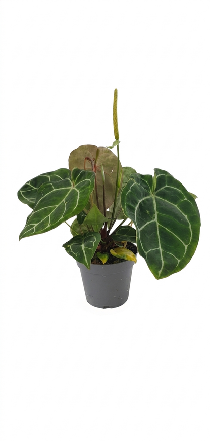 Anthurium Crystallinum Mimesis | Velvet Leaf Tropical Indoor Plant