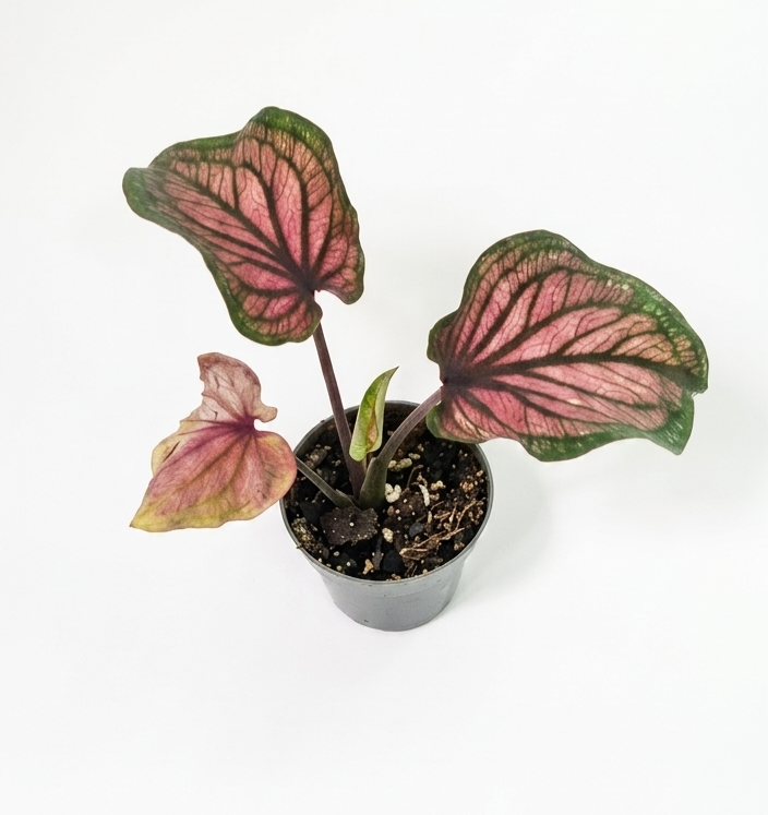 Small Caladium | Colorful Tropical Foliage Plant - 6cm