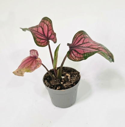 Small Caladium | Colorful Tropical Foliage Plant - 6cm