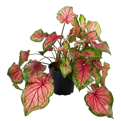 Big Caladium | Large Colorful Tropical Foliage Plant - 30cm