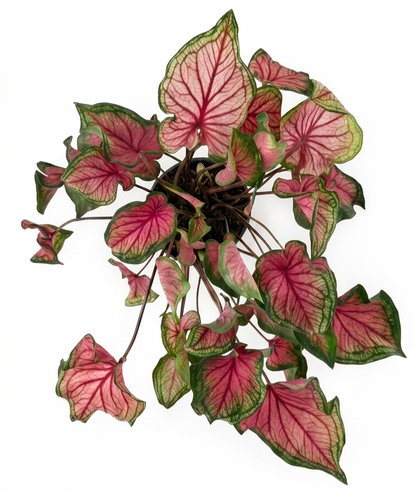 Big Caladium | Large Colorful Tropical Foliage Plant - 30cm