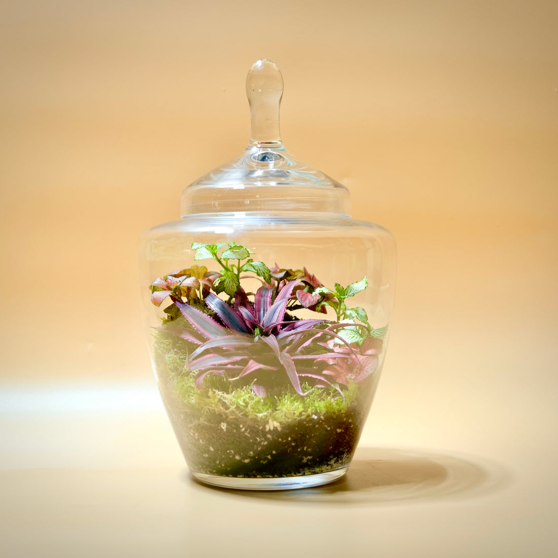 Red Star Terrarium