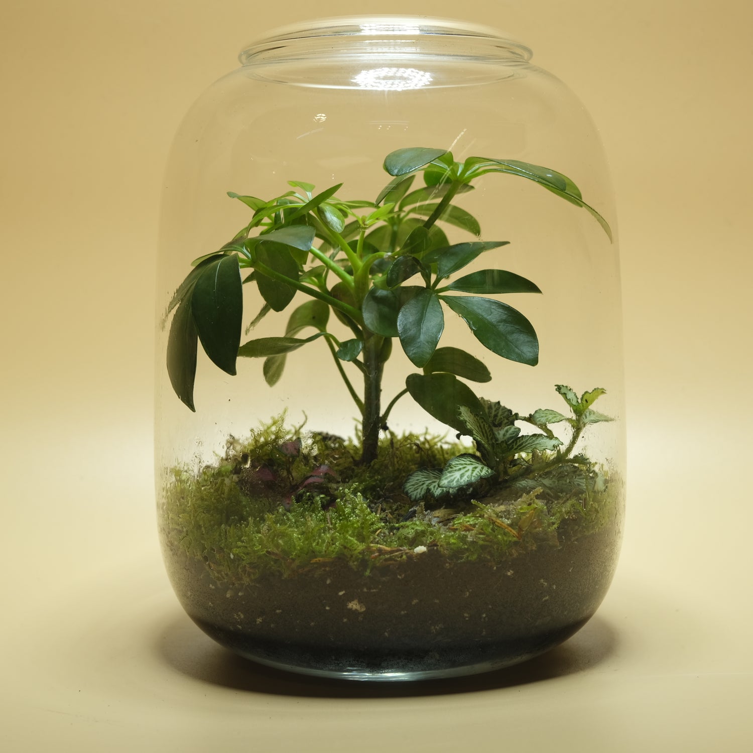 Shady Forest Terrarium