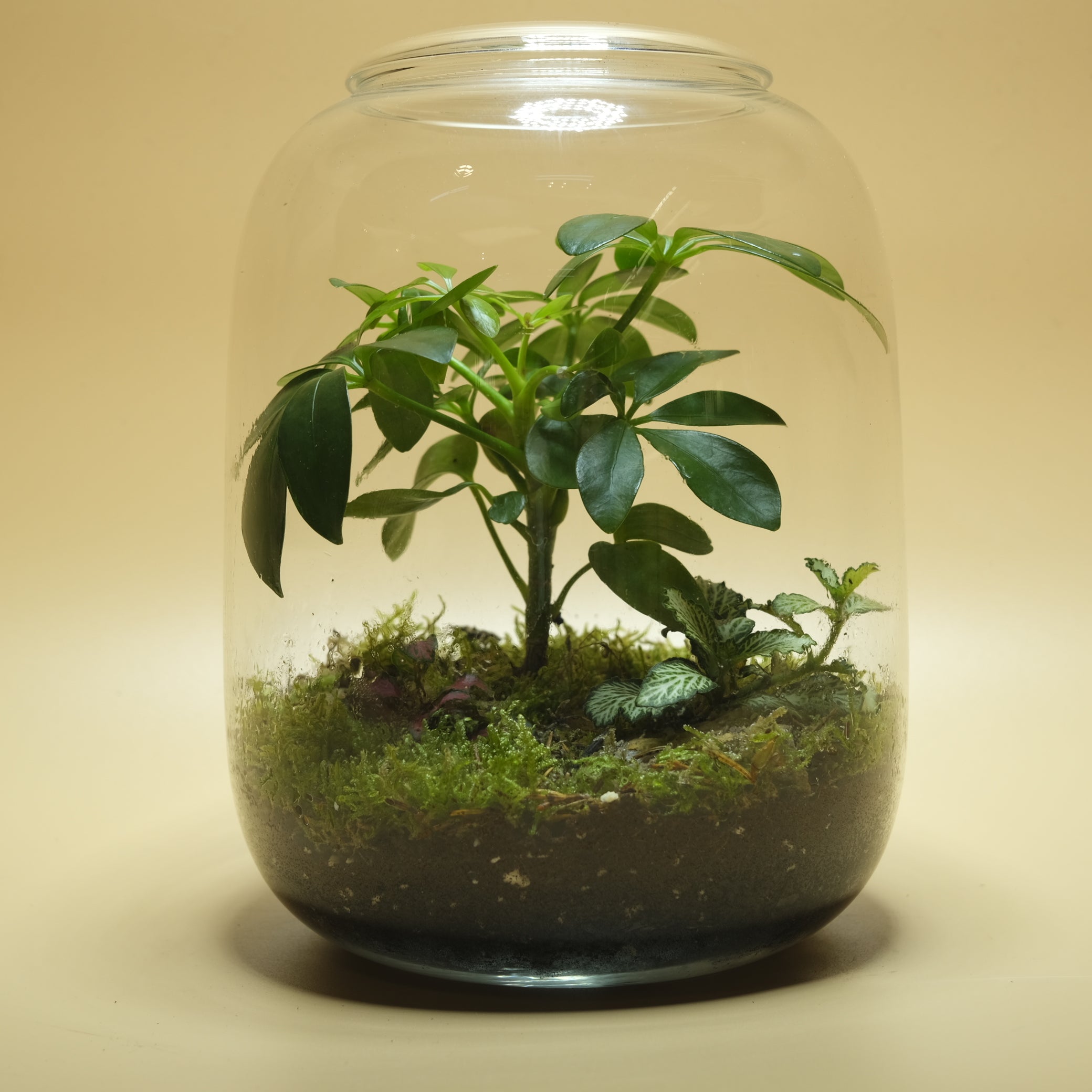 Shady Forest Terrarium