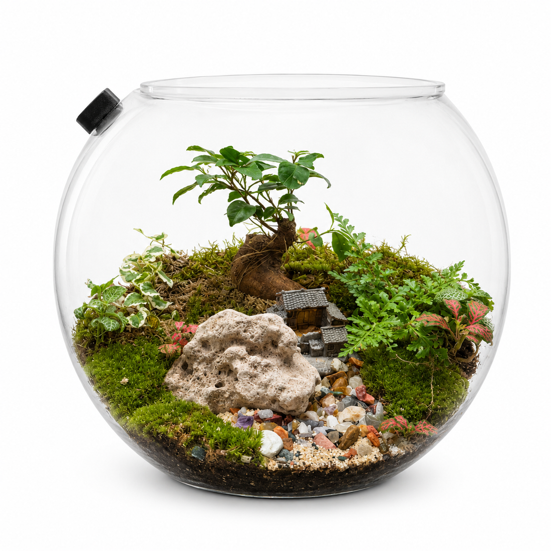 Fern Ficus Ginseng Bonsai Village Closed Terrarium – Miniature Living Landscape in Glass
