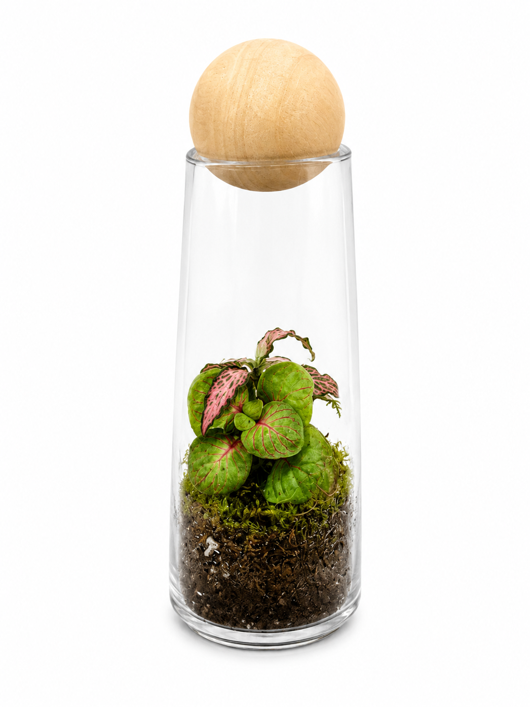 Green Pink Fittonia Mini Closed Terrarium – Pocket-Sized Nerve Plant Ecosystem
