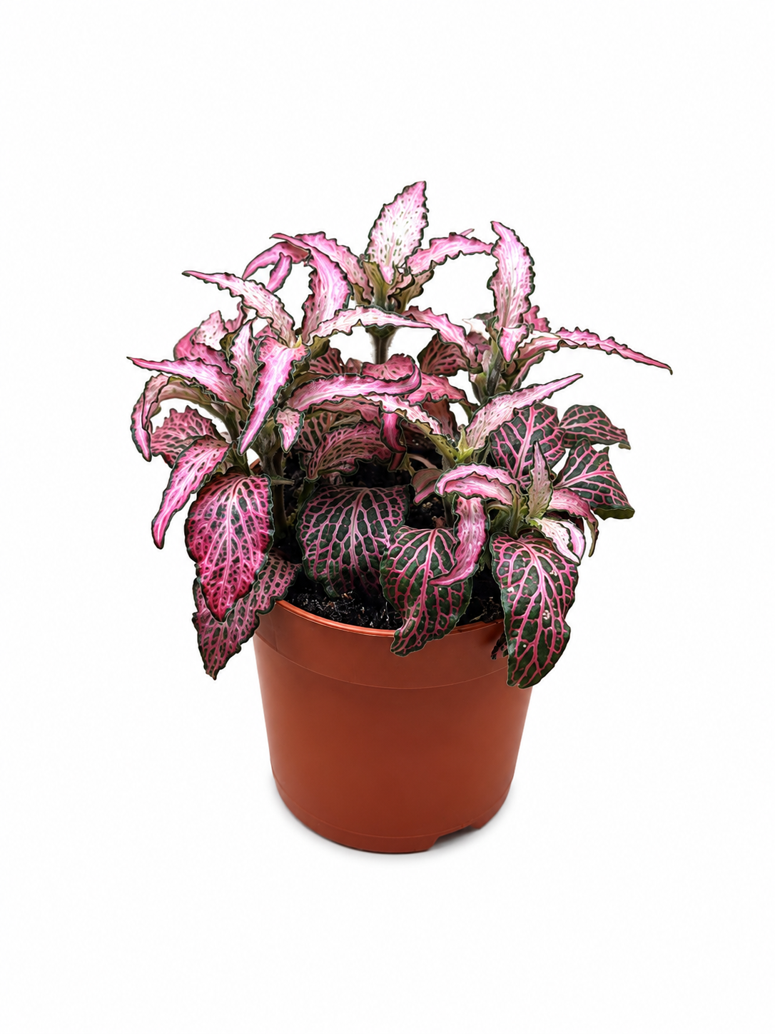 Fittonia Pink &amp; White Nerve Plant Mix – Tropical Indoor Plant for Terrariums