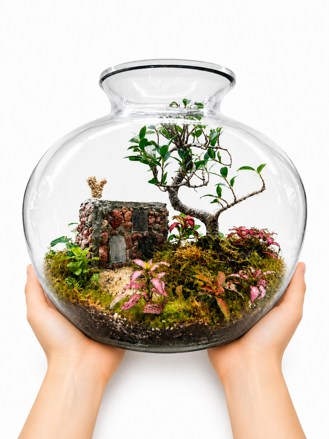 Mini House Ficus Ginseng Bonsai Closed Terrarium – Miniature Living Landscape in Glass 35x40cm