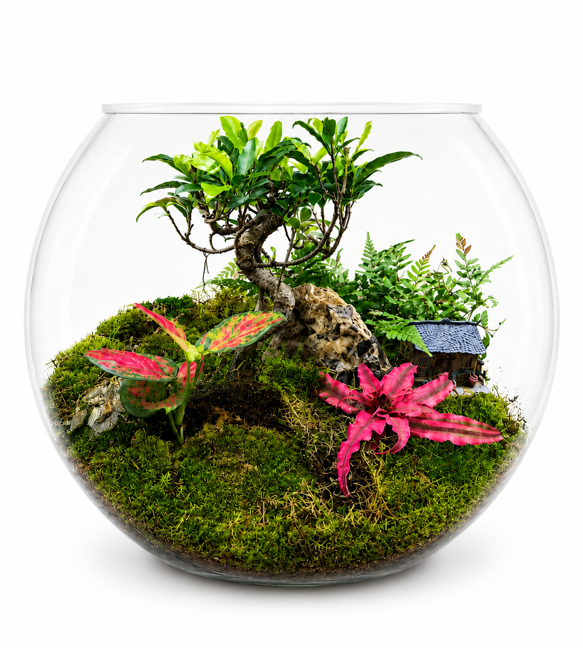 Bonsai Forest Closed Terrarium – Miniature Indoor Ecosystem 35x40cm