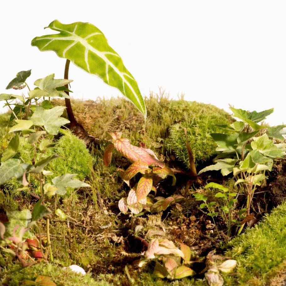 Forest Orb Closed Terrarium – Moss &amp; Alocasia Mini Indoor Ecosystem