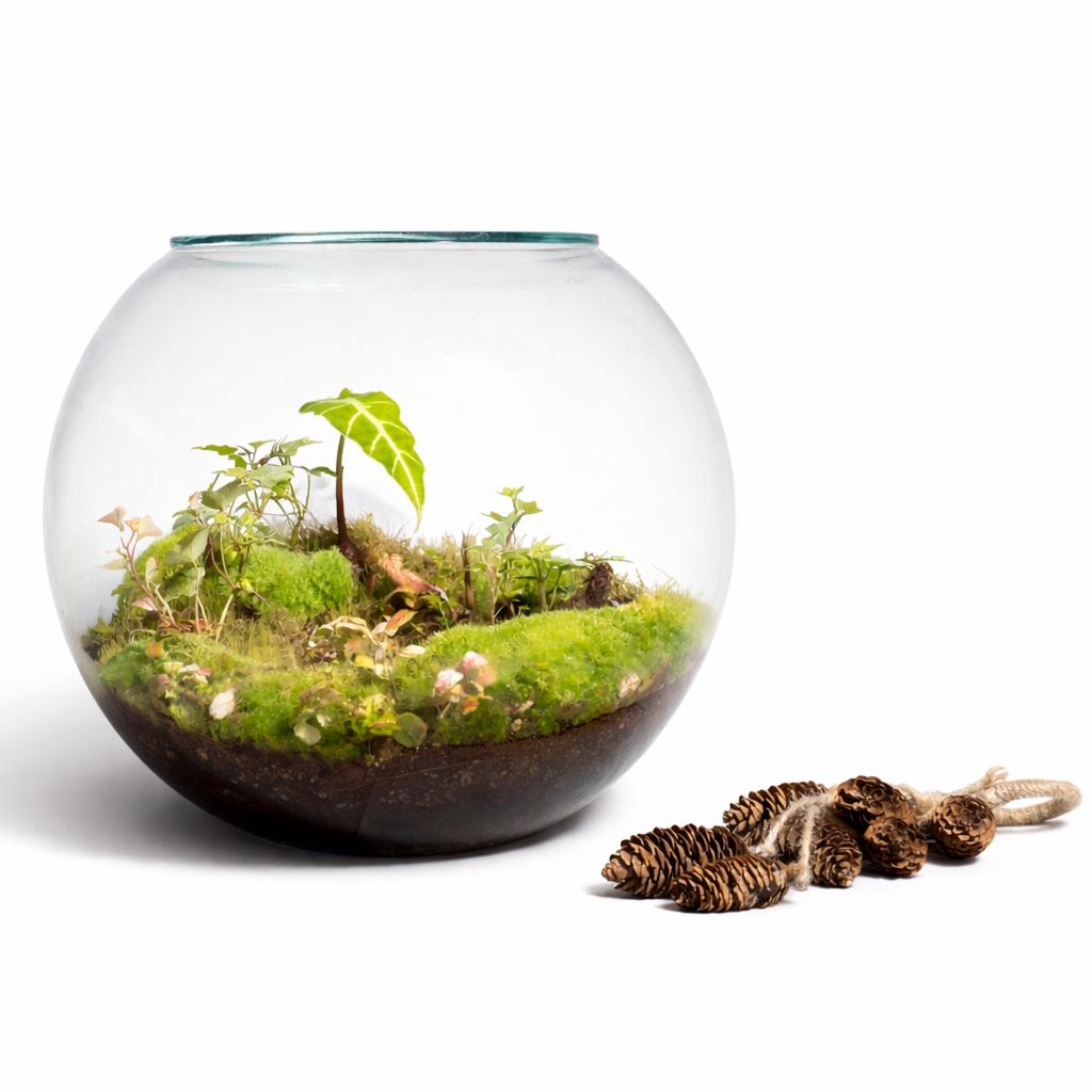 Forest Orb Closed Terrarium – Moss &amp; Alocasia Mini Indoor Ecosystem