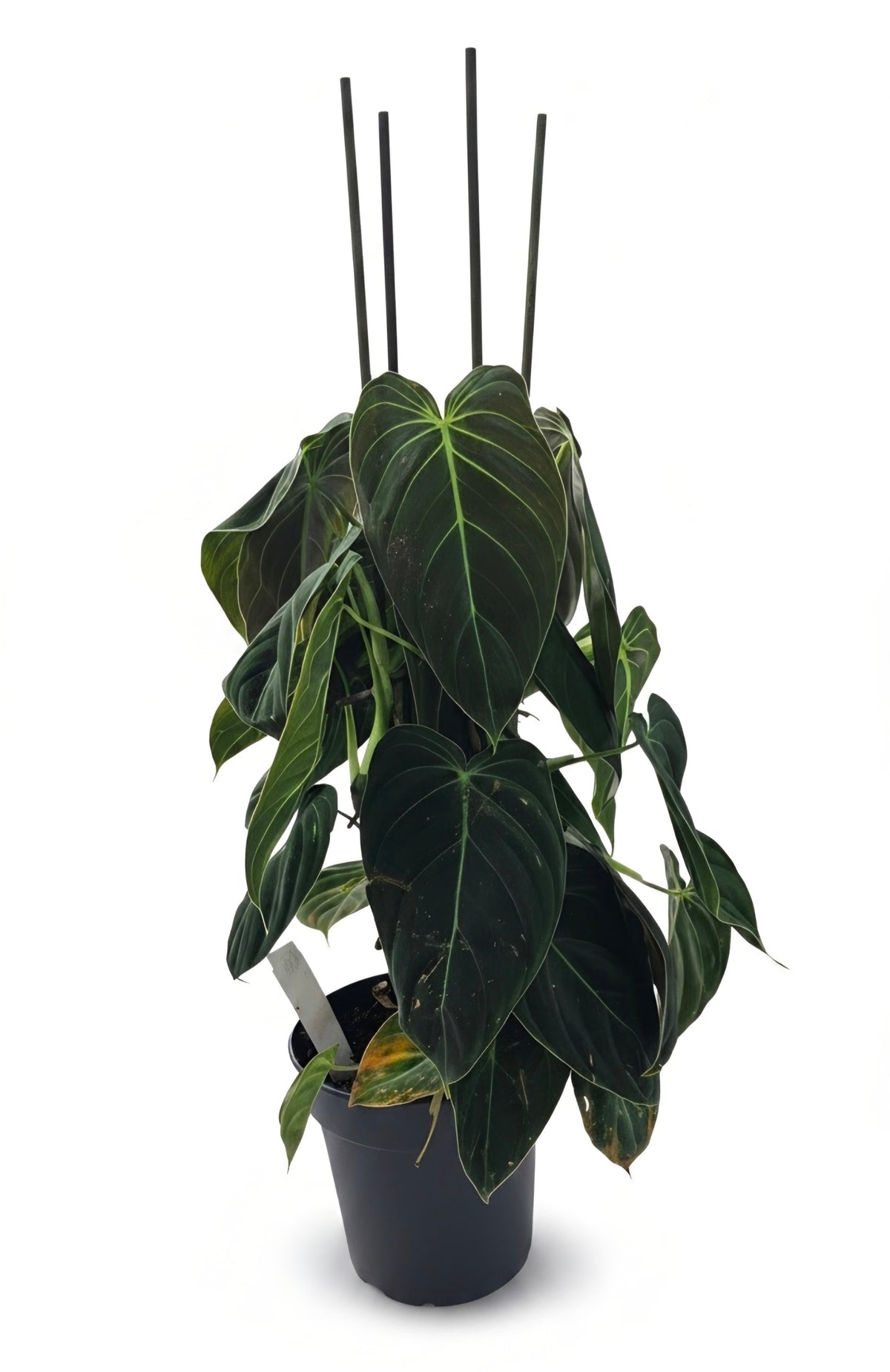 Philodendron Melanochrysum | The Golden-Hearted Velvet Philodendron
