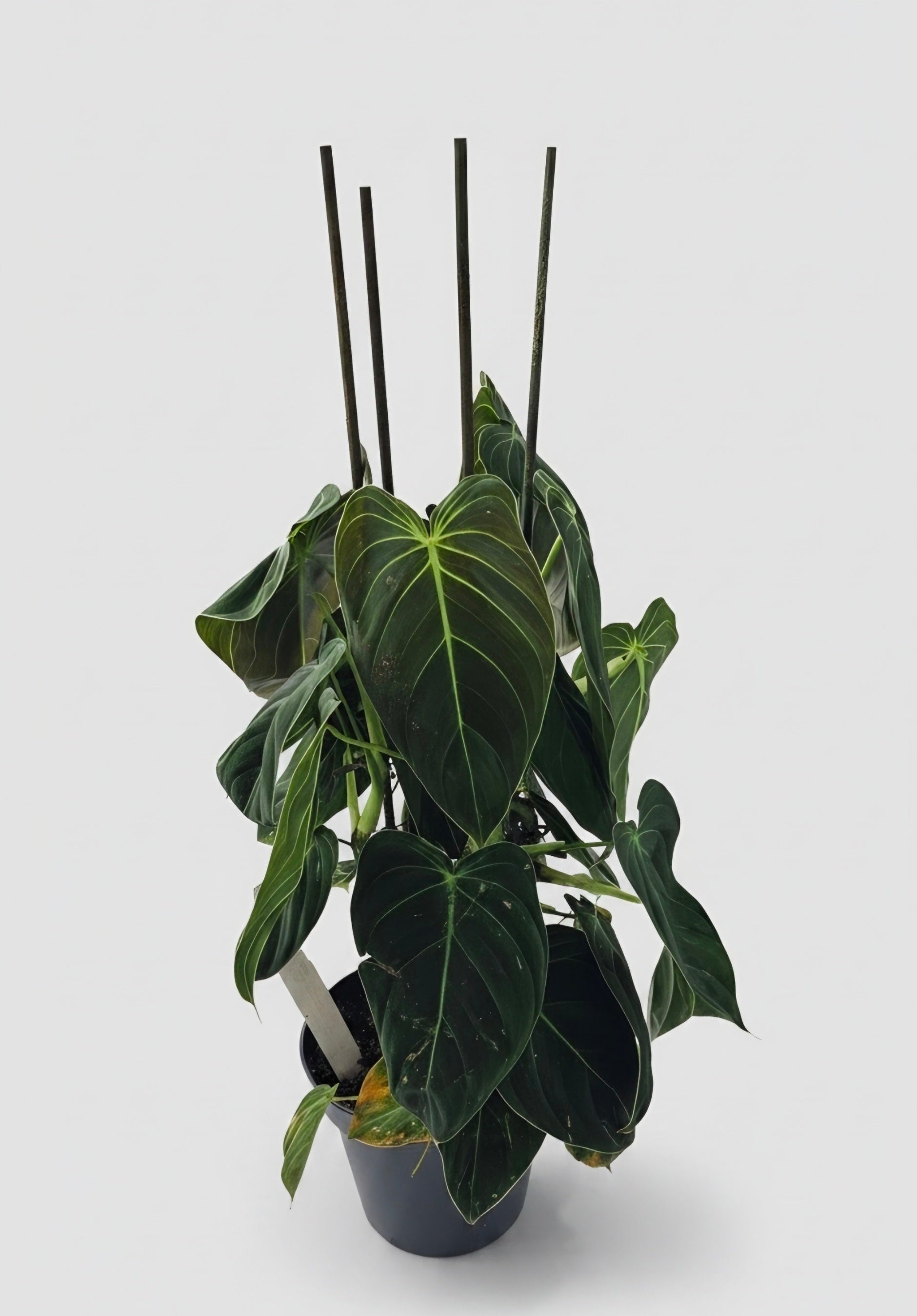 Philodendron Melanochrysum | The Golden-Hearted Velvet Philodendron