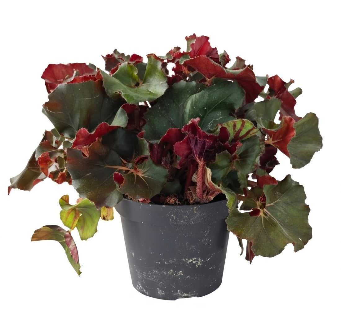 Begonia erythrophylla | The Ruby-Hearted Jewel