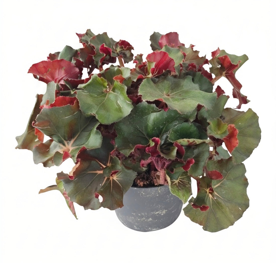 Begonia erythrophylla | The Ruby-Hearted Jewel