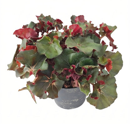 Begonia erythrophylla | The Ruby-Hearted Jewel