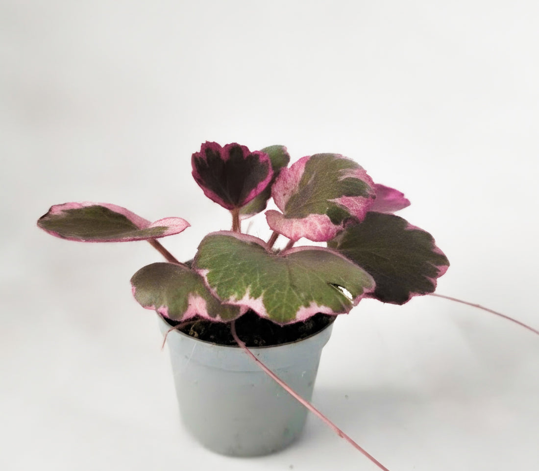 Saxifraga stolonifera |Variegated Strawberry Begonia | The Tricolor Trailblazer