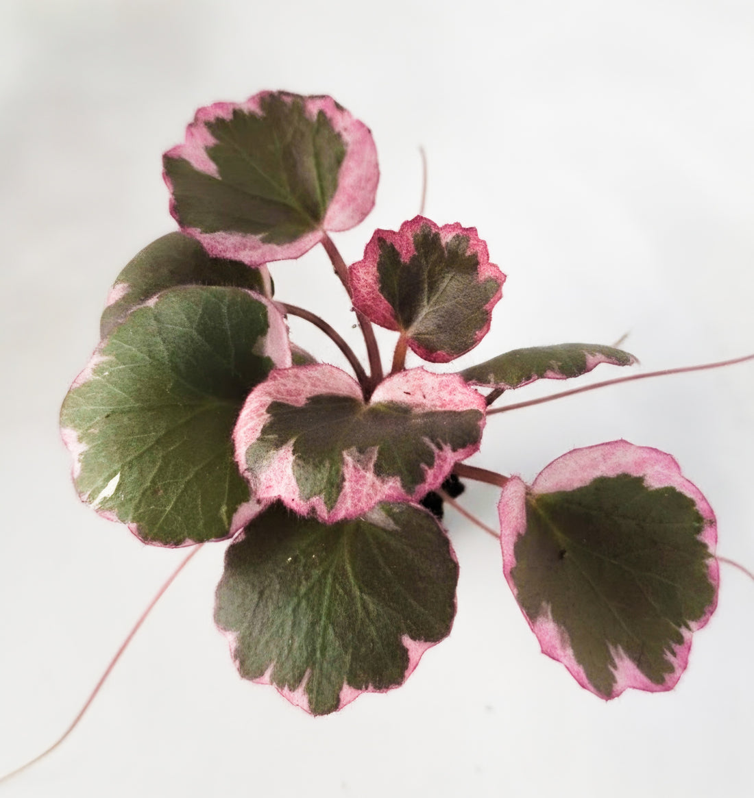 Saxifraga stolonifera |Variegated Strawberry Begonia | The Tricolor Trailblazer