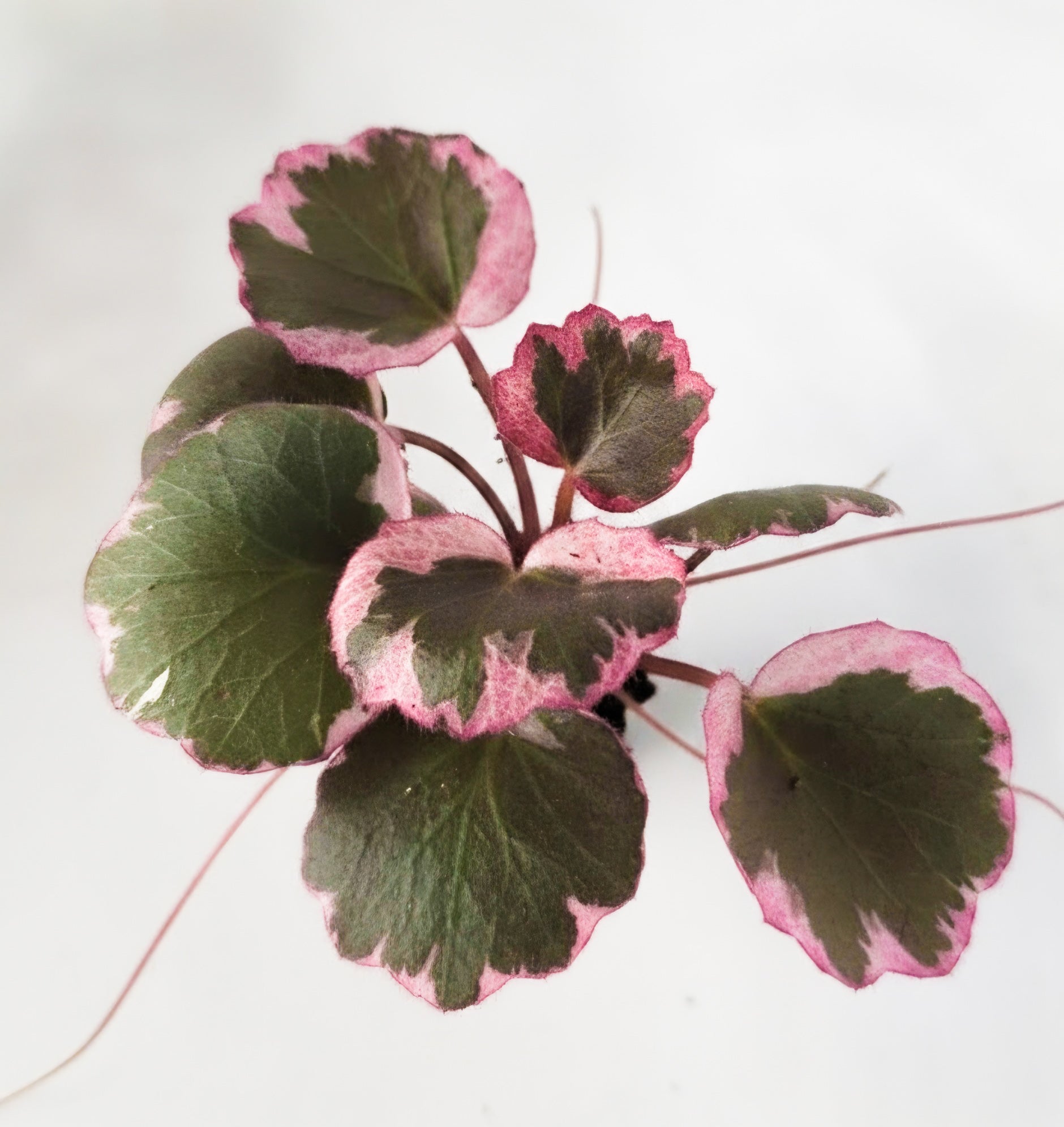 Saxifraga stolonifera |Variegated Strawberry Begonia | The Tricolor Trailblazer