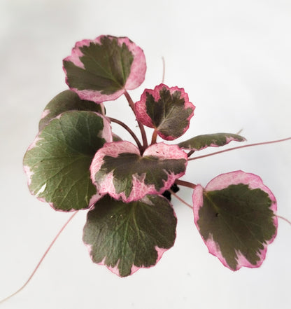 Saxifraga stolonifera |Variegated Strawberry Begonia | The Tricolor Trailblazer