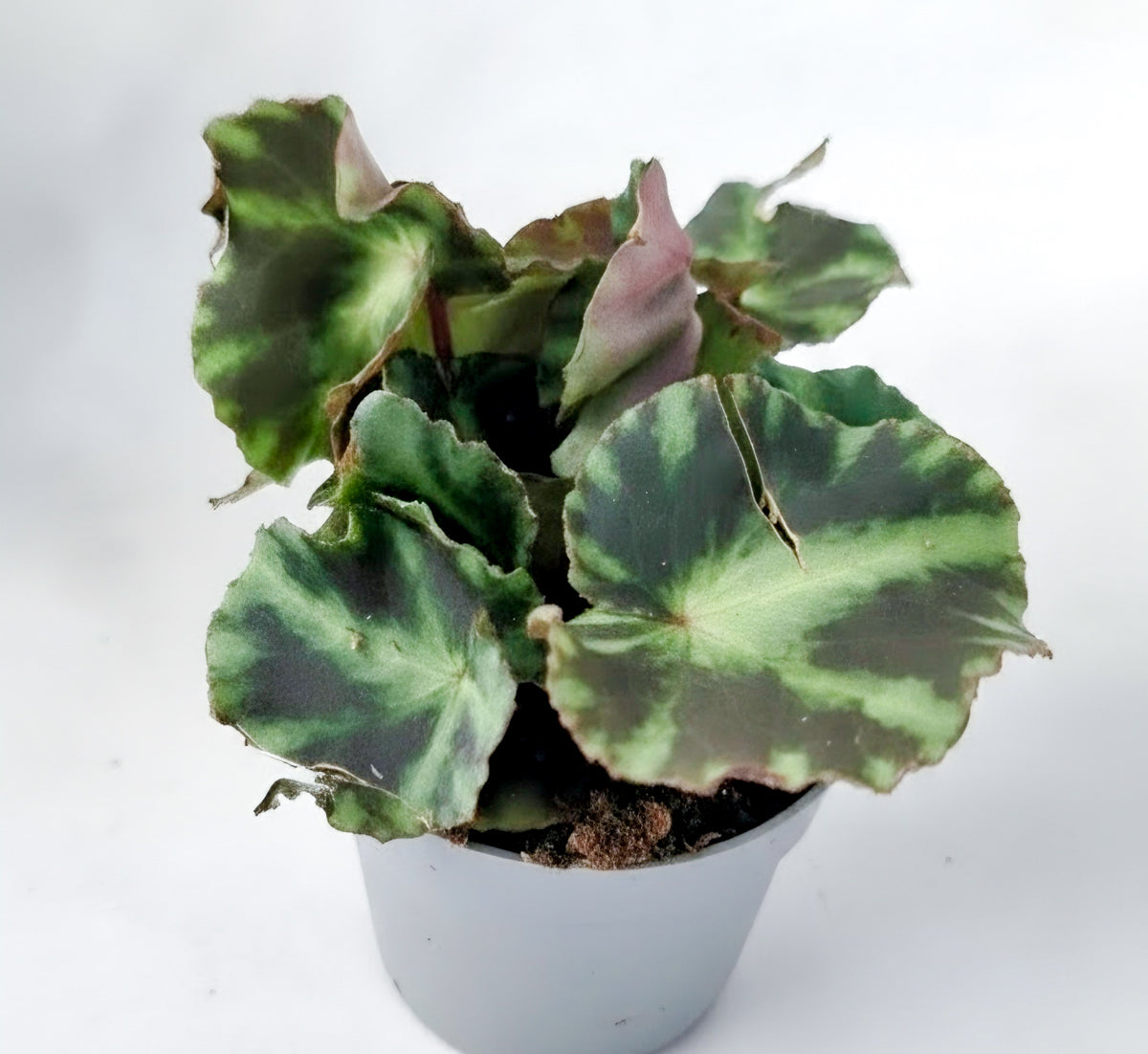 Begonia Cleopatra | The Copper-Leaf Beauty