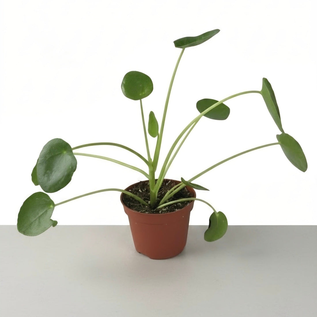 Pilea peperomioides | The Coin Leaf Darling